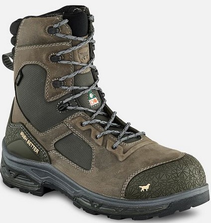 Irish Setter KASOTA 8